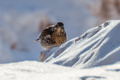 Turdus pilaris