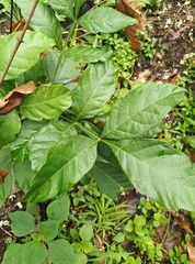 Paullinia pinnata