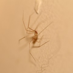 Spermophora senoculata