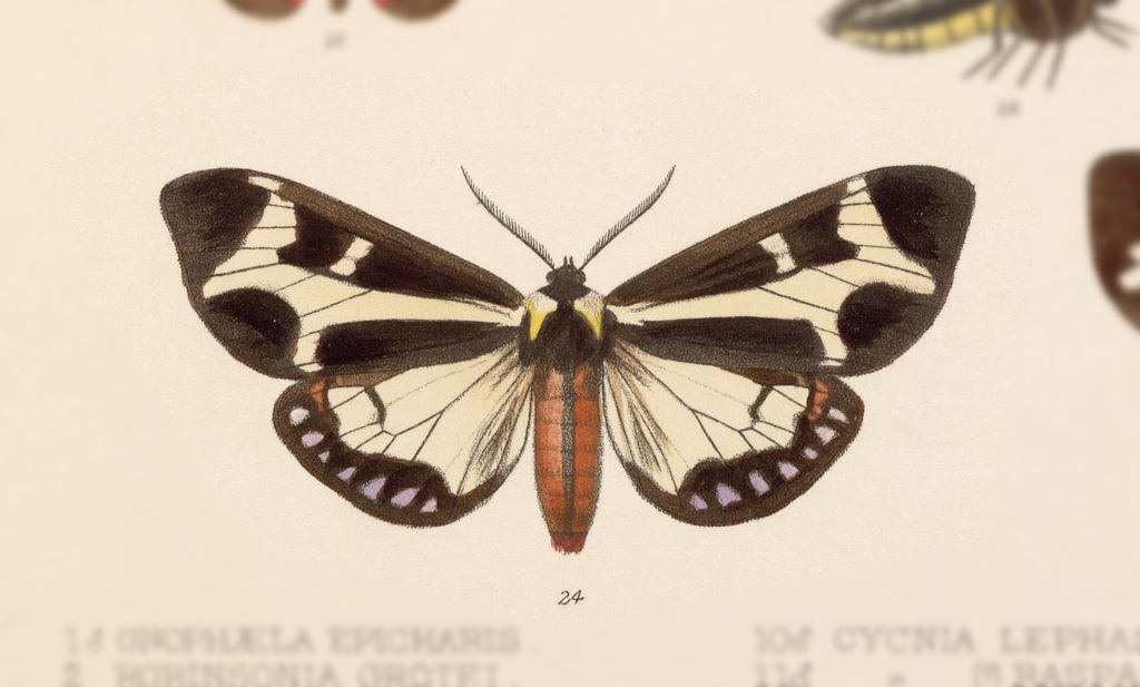 Northern Giant Flag Moth