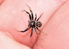 Xysticus thessalicoides