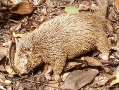 Chaetomys subspinosus