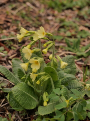 Primula elatior elatior