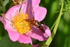 Strangalia virilis