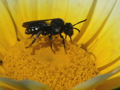 Ammobates oraniensis