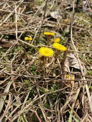 Tussilago farfara