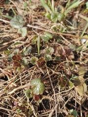 Glechoma hederacea