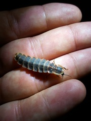 Lampyris pseudozenkeri