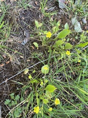 Ranunculus ophioglossifolius