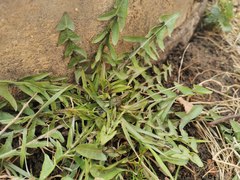 Taraxacum officinale
