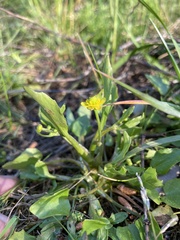 Ranunculus ophioglossifolius
