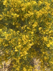 Senna armata