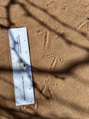 Geococcyx californianus