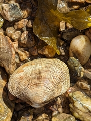 Ruditapes decussatus