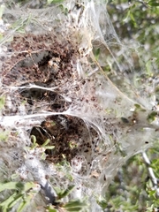 Malacosoma californica