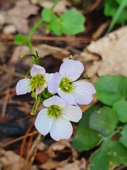 Cardamine raphanifolia