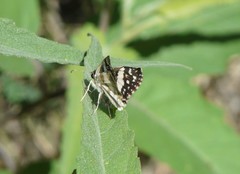 Heliopetes domicella