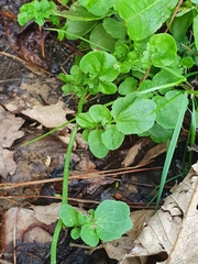 Cardamine raphanifolia