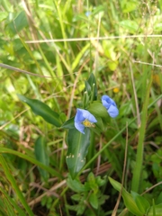 Commelina obliqua