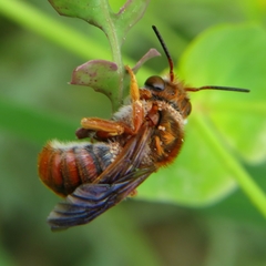 Rhodanthidium