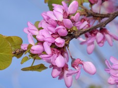 Cercis siliquastrum