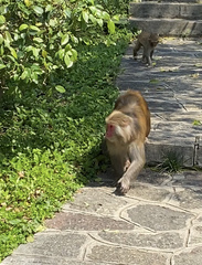 Macaca mulatta