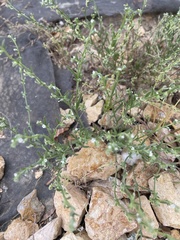 Pectocarya recurvata