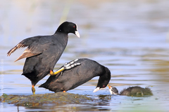 Fulica atra