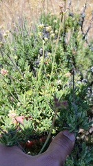 Eriogonum fasciculatum foliolosum