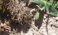 Dorcadion pilosipenne