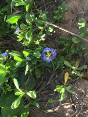 Scaevola calendulacea