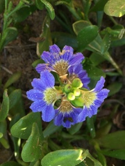 Scaevola calendulacea