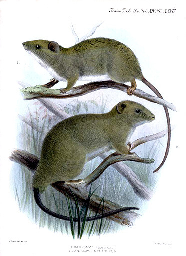 Dwarf Cloud Rats