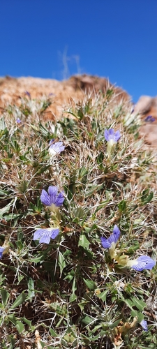 Image of Blepharis furcata by (c) Karen Eichholz, some rights reserved (CC BY)