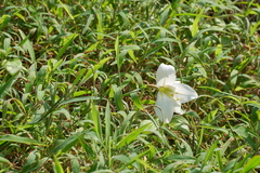 Lilium longiflorum scabrum