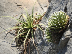 Agave albopilosa