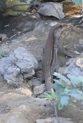 Ameiva