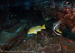 Plectorhinchus polytaenia