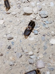 Lampyris pseudozenkeri