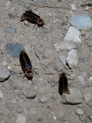 Lampyris pseudozenkeri