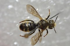 Osmia rufohirta