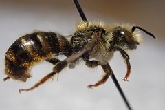 Osmia rufohirta