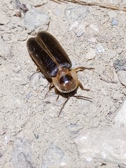 Lampyris pseudozenkeri