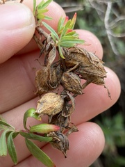 Contarinia zauschneriae