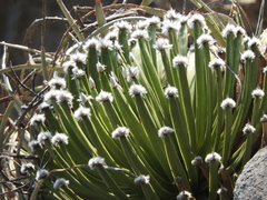 Agave albopilosa