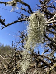 Usnea articulata