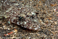 Cymbacephalus