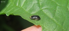 Penthimia nitida