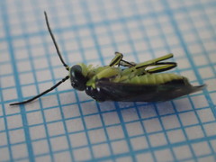 Rhogogaster genistae