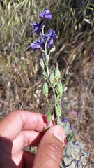 Delphinium hesperium
